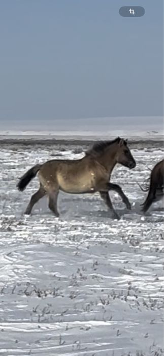 100 бас 25 жылгы тайлар сатылады