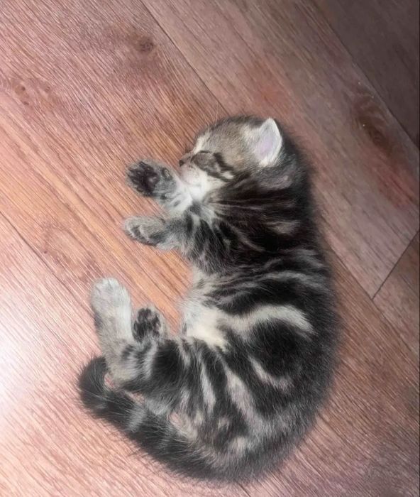 Девочки и мальчтки 1.5 мес