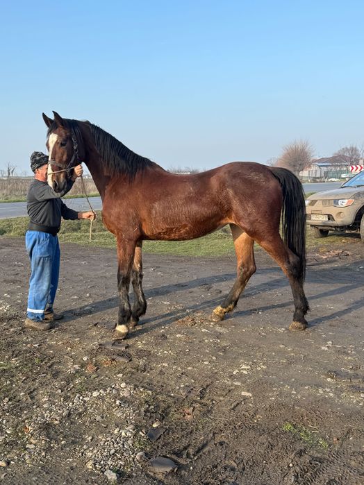 Iapă Kwpn vârstă 2.5 ani