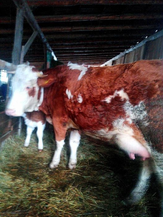 Jurinca baltata românească cu vițel