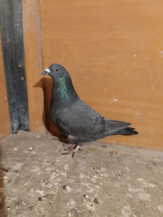 Голуби разных пород