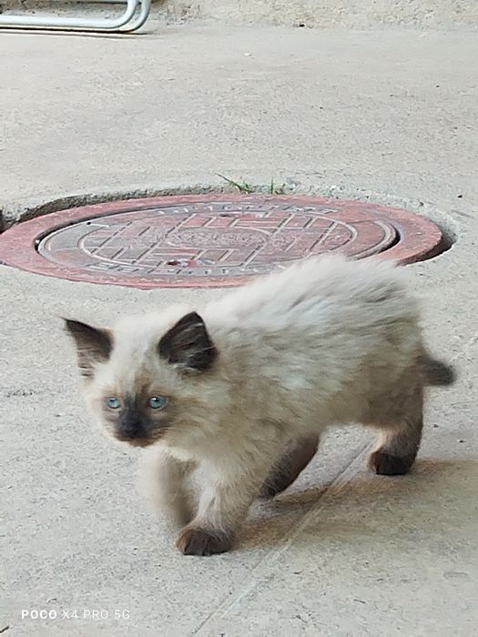 Сиамские котята.