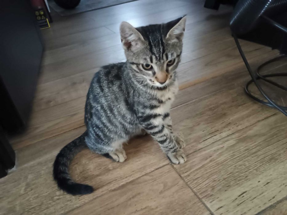 Dau pentru adoptie pui pisica tigrata