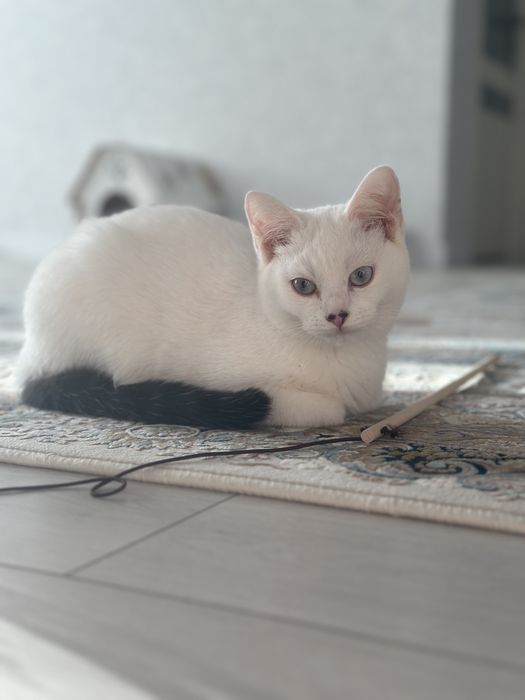 Котик Юки в любящие руки