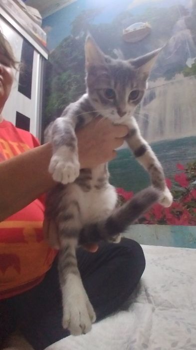 Отдадим котят в хорошие руки.  Котята домашние, в еде не привередливые