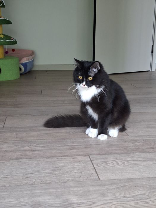 Котёнок мальчик кастрированный