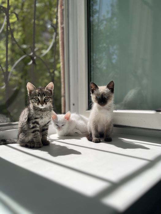 Отдам котенка в добрые руки
