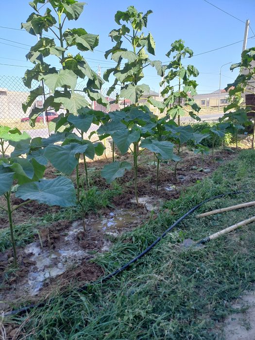 Павловния саженцы