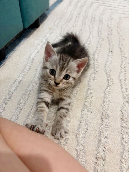 Котята скоттиш страйт
