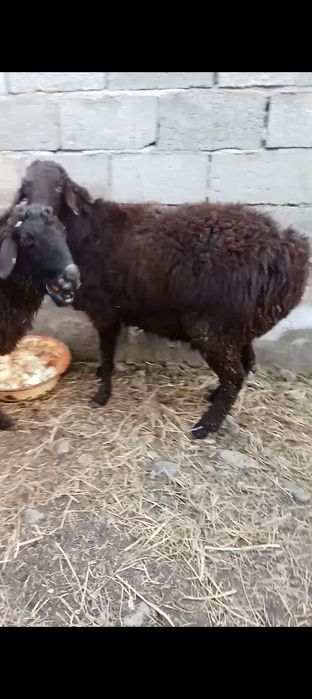 Екі қой сатылады