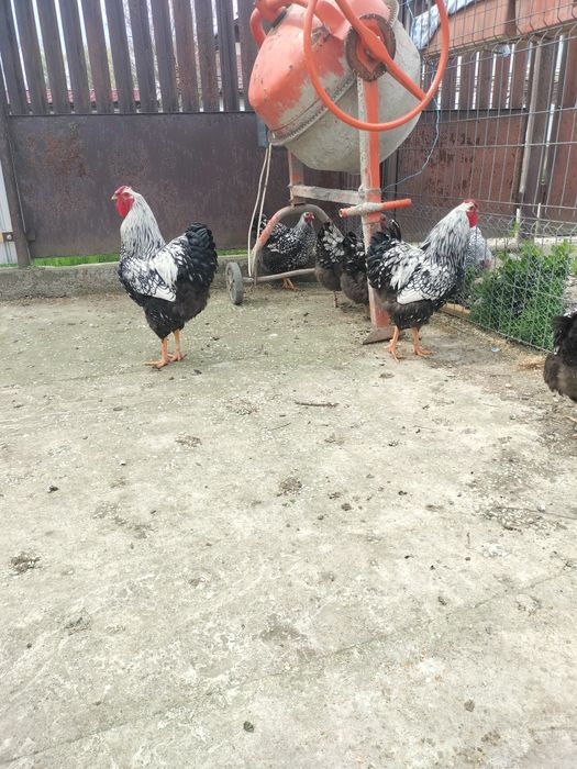 Cocoși/găini/pui wiandotte argintiu