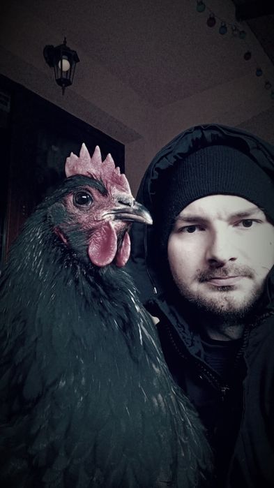 Pui australorp negru