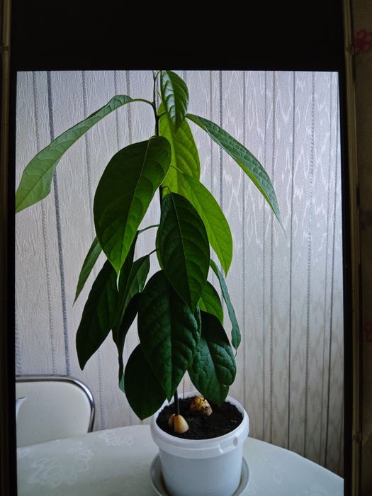 Продам комнатные растения