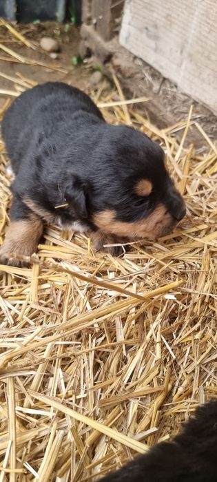 Cățeluși metis rottweiler Craiova