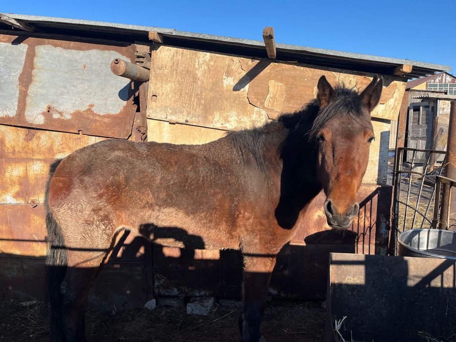 Продам кобылу 3 х лет