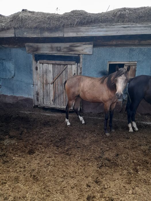 Продам Байталок с откорма