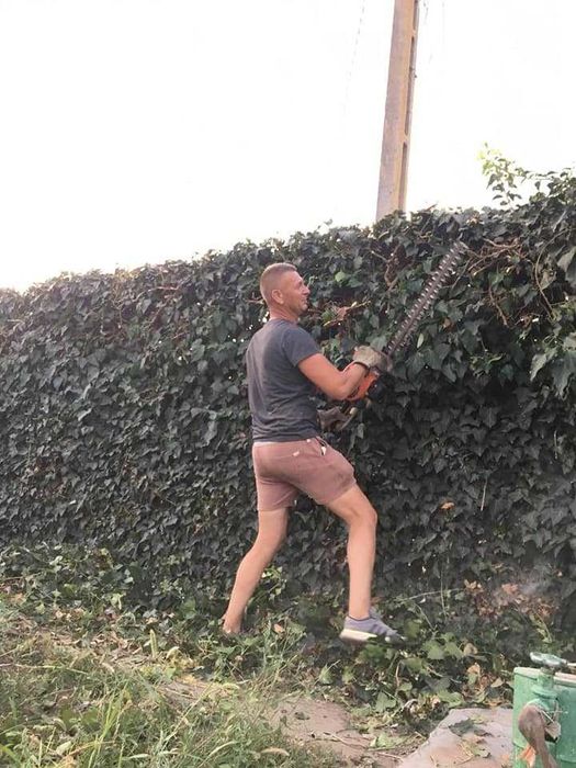 Toaletare copaci in Bucuresti si Ilfov