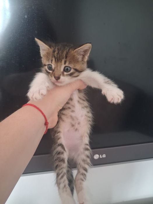 Котята от мамы мышеловки