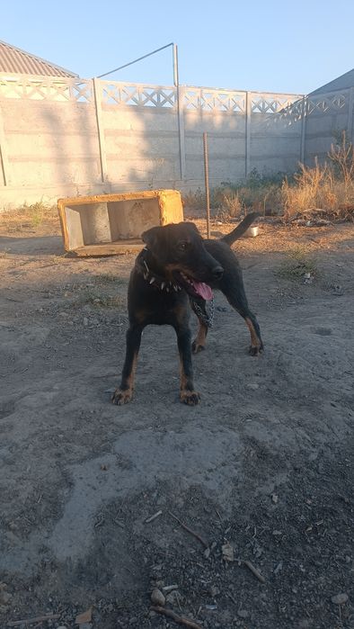 Ягдтерьер кушиктери шенки