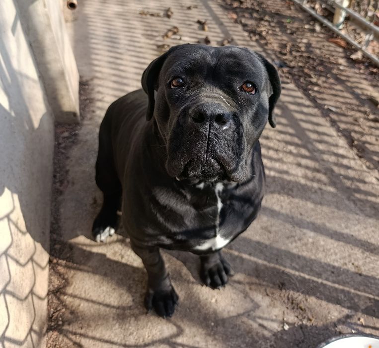 Итальянский КАНЕ КОРСО