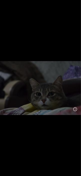 отдам кота в хорошие руки