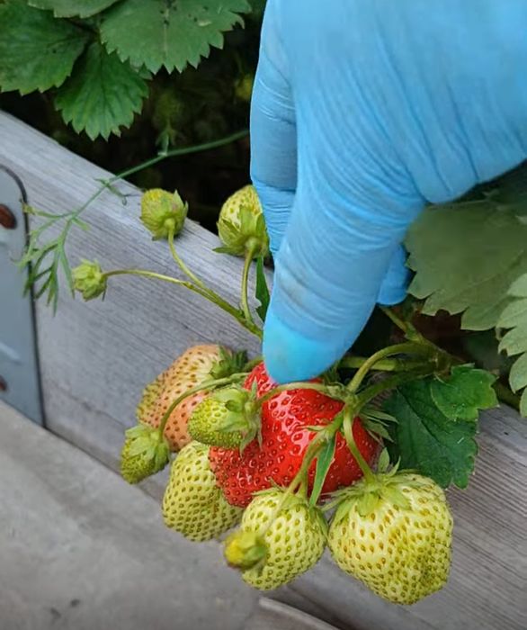 Саженцы клубники