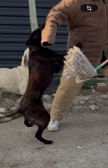 Pui ciobanesc malinois, lup belgian carbone