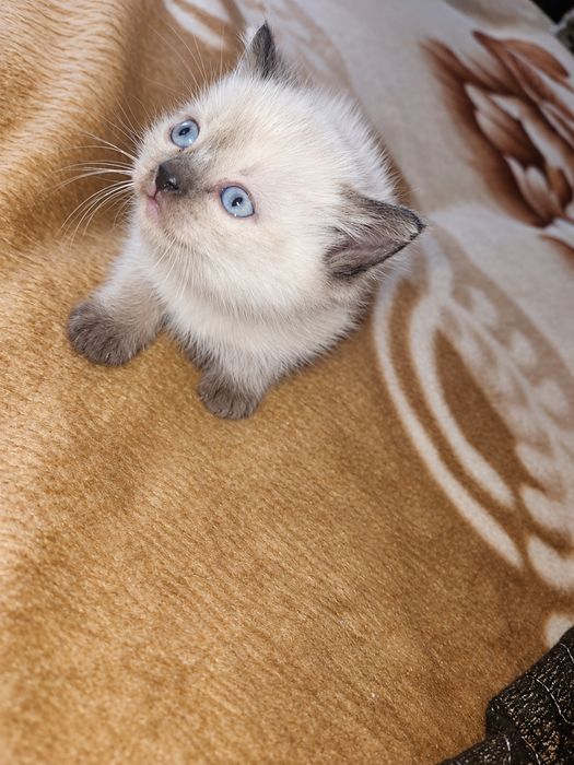 Котята шотландские