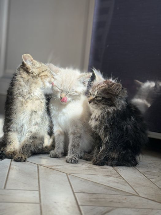 Три шестимесячные кошечки-девчонки