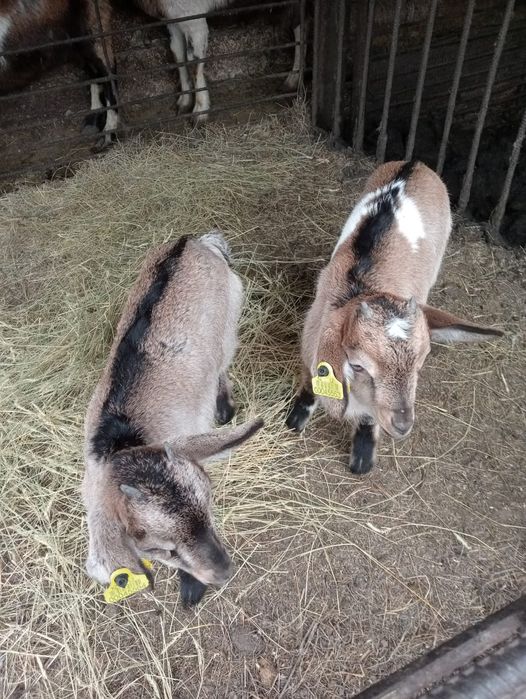 Продам козлят девочек