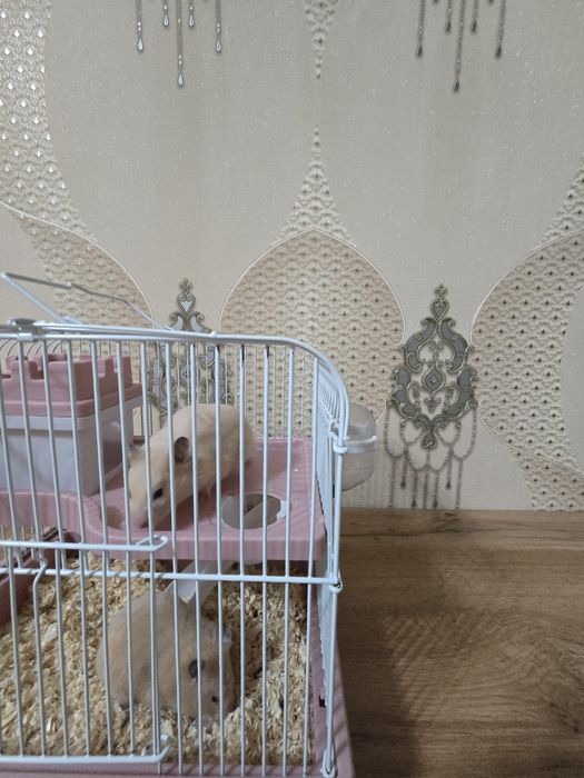 Клетка + 2 хомяка девочки