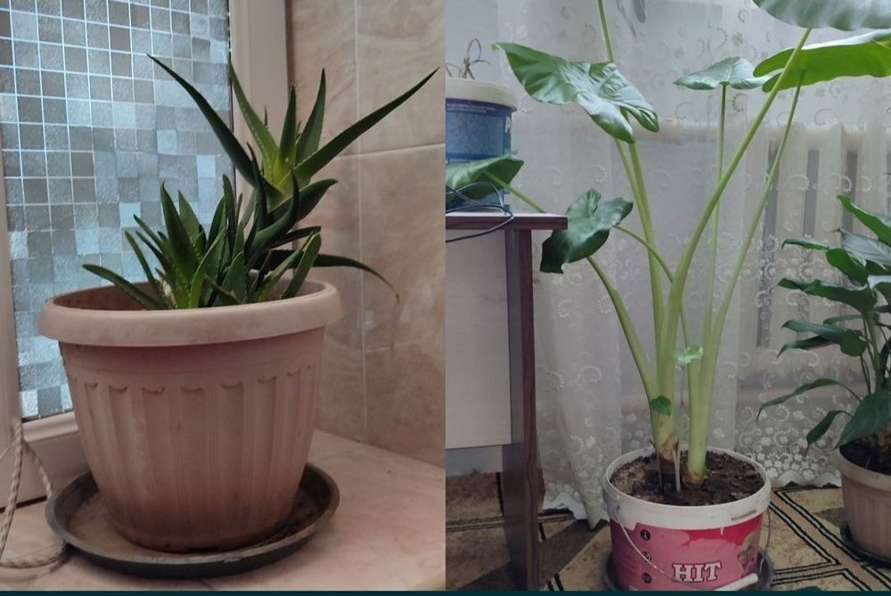 Домашние цветы 22 штуки