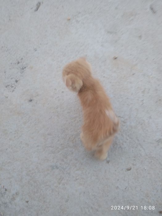 Zotli mushuk, ov qiladi ikkalasi alohida sotiladi