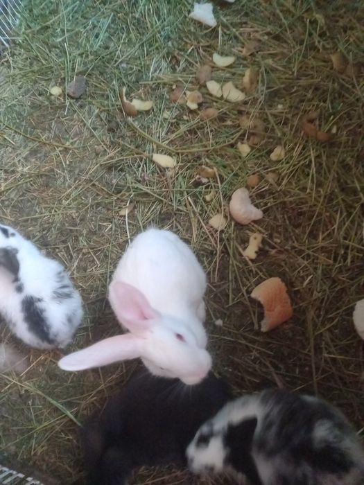 Vînd iepuri germani