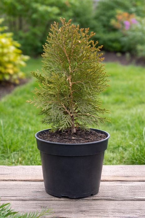 Продам саженец туи Смарагд