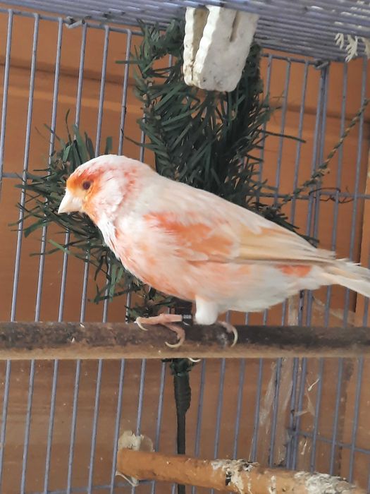 Пара канареек сатинет .