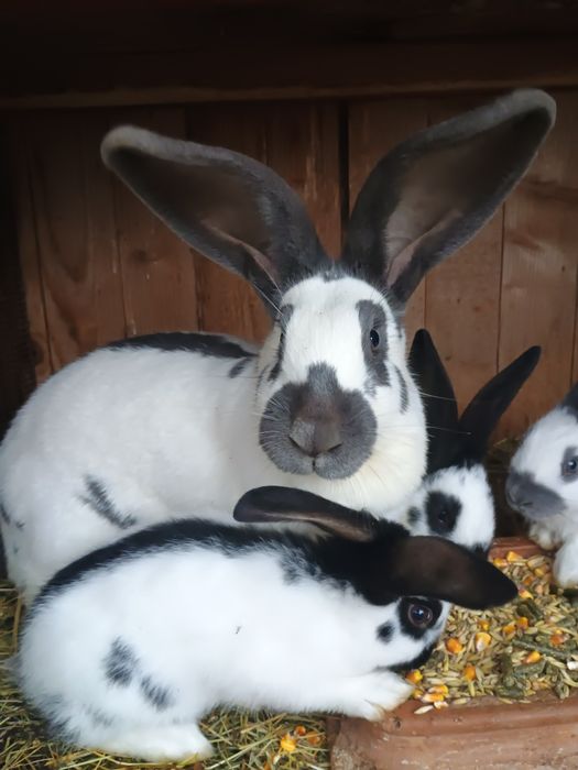 Perechi sau femele pui și maturi