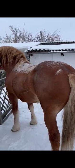 Продам жеребеца