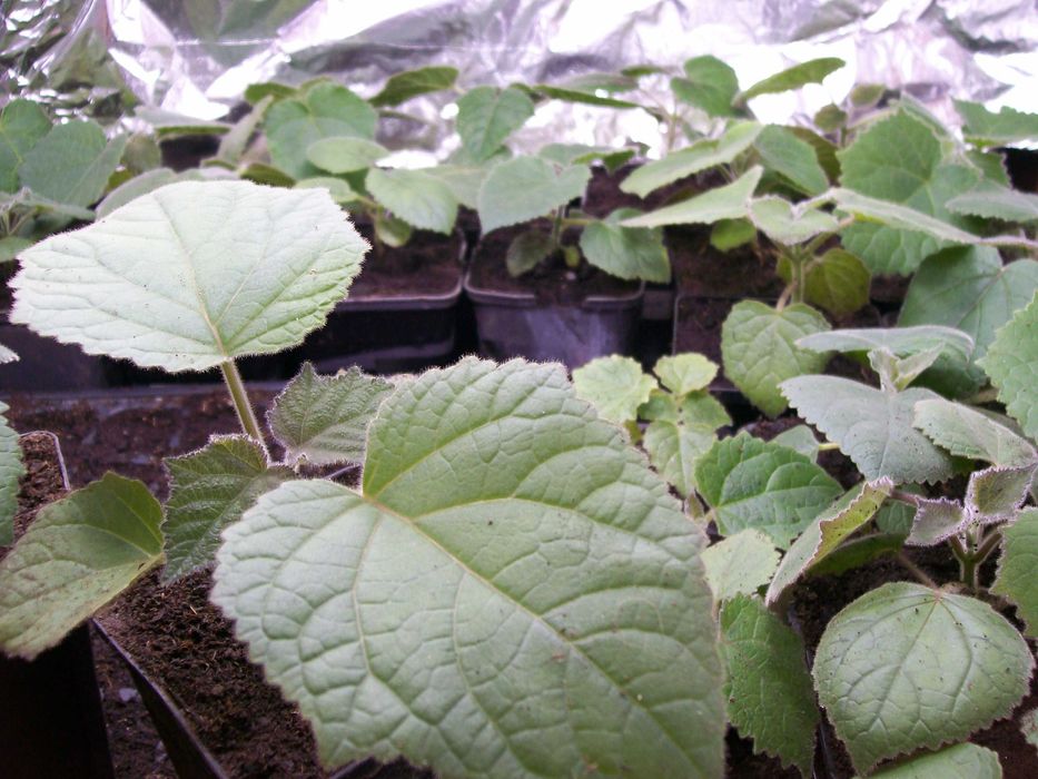 paulownia hibrid 9501  paulonia , paulovnia, nord max