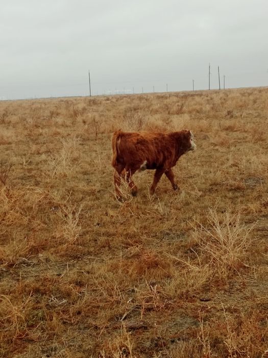 еркек баспақ