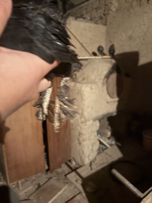 Пипин петух курица