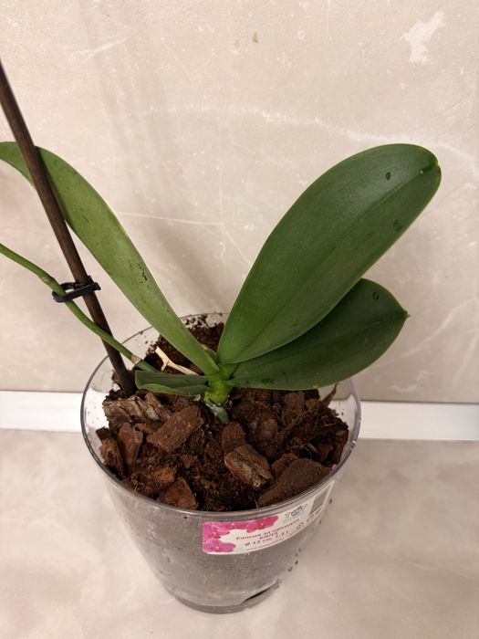 Орхидея Дендробиум/Dendribium и Фаленопсис/Phalaenopsis