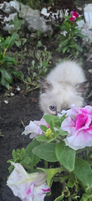 Кошечка в добрые руки