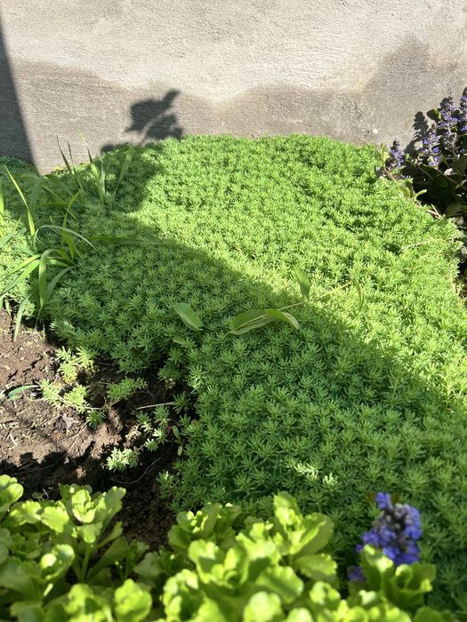 Можжевельник вингирский, сосна эльдарская,