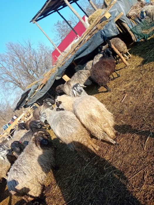 De vânzare oi cu miei