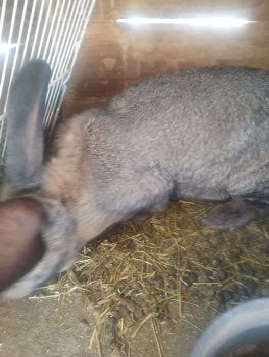 Vînd o iepurita metis belgian