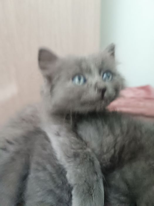 Отдам умных котят