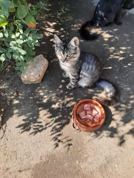 Отдам котят в добрые руки