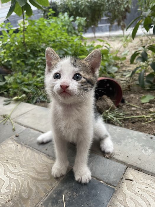 Котята в добрые руки беспла