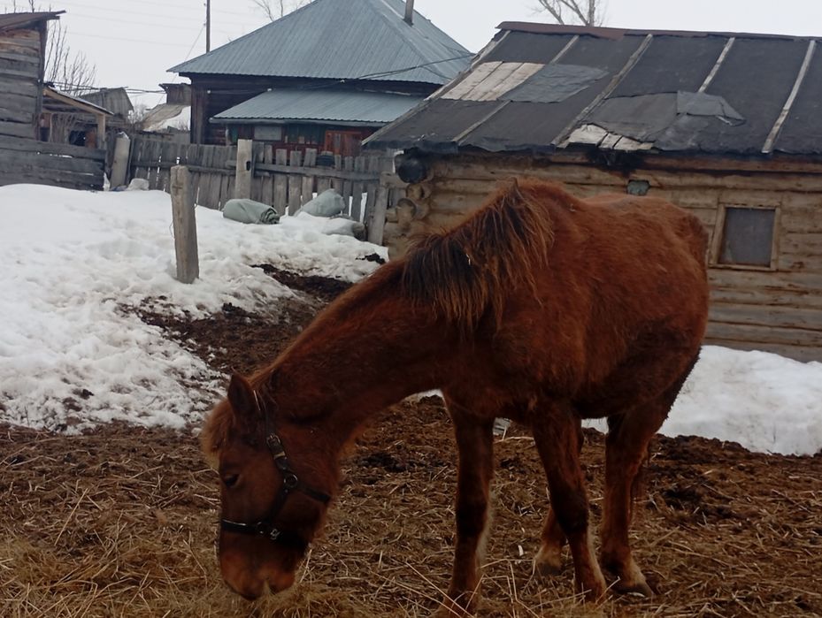Продам кобылу и жеребца